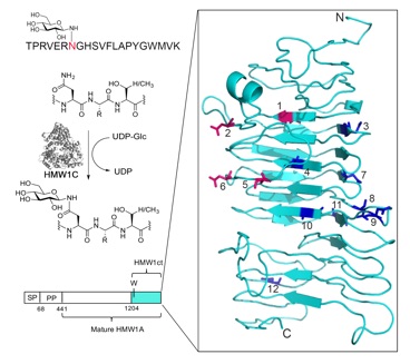 2016 “A Modular Approach to Phosphoglycosyl Transferase Inhibitors